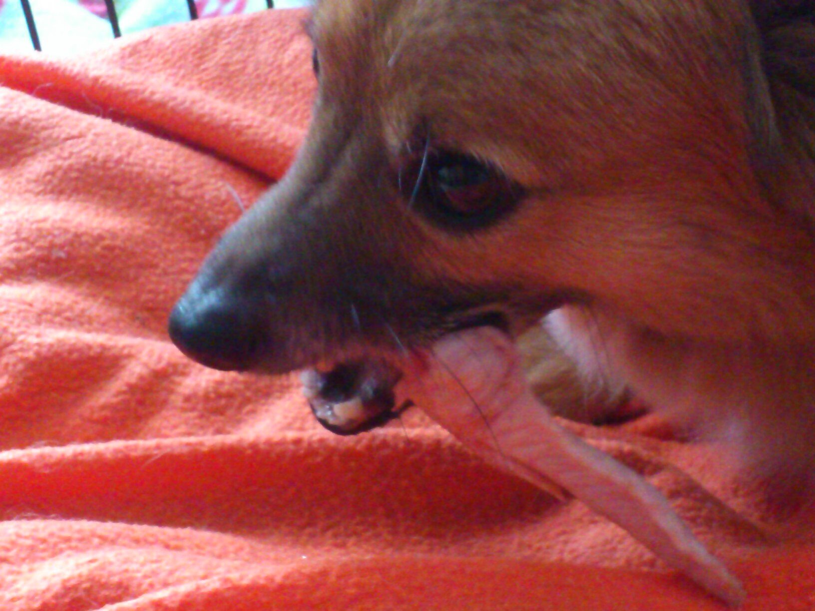 Hond knabbelt op een kluif op een rood dekentje