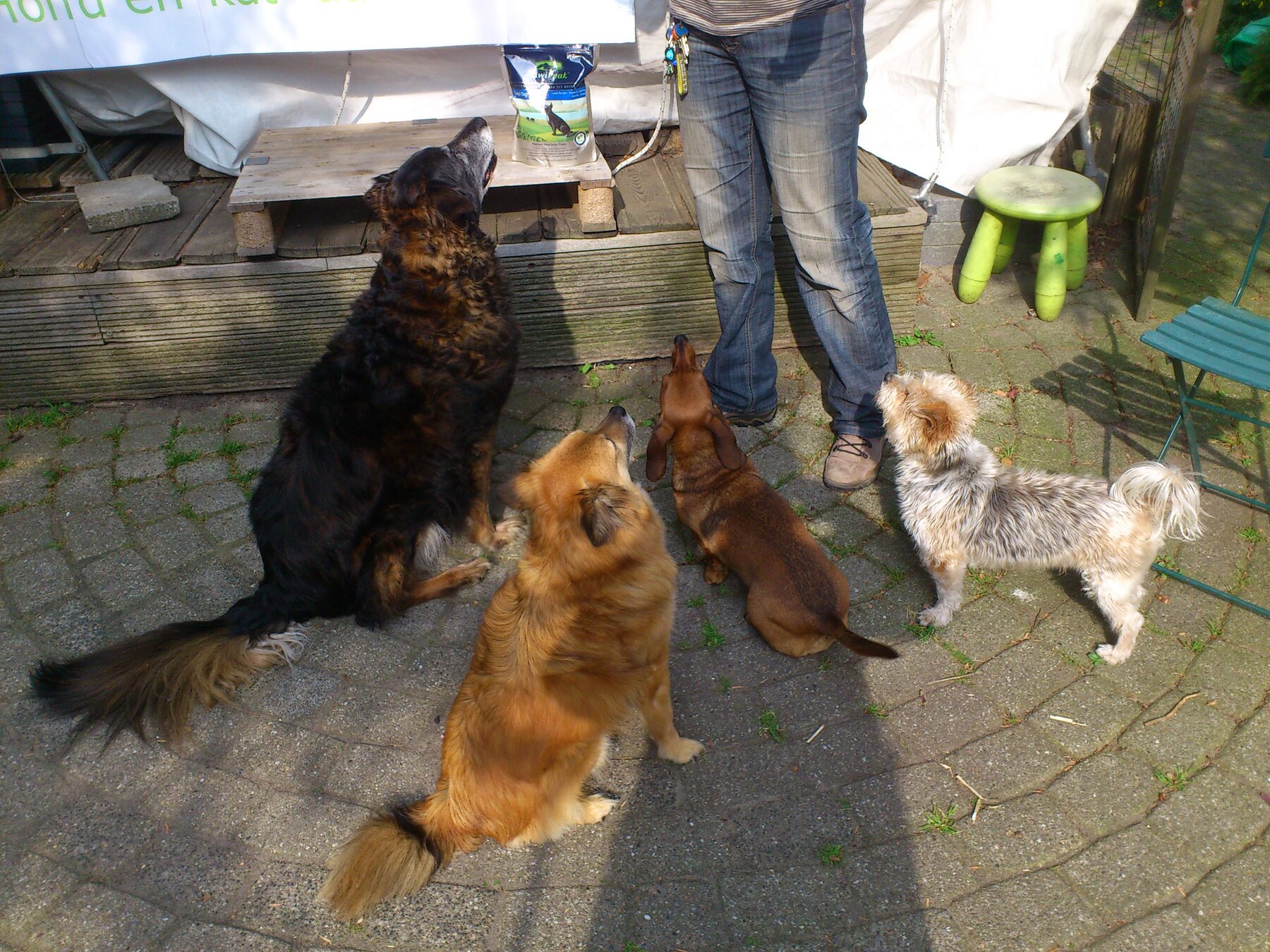 Vier honden kijken verwachtingsvol omhoog naar een traktatie