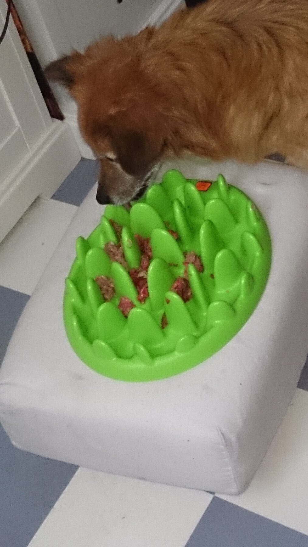 Hond eet uit een groene slow-feeder