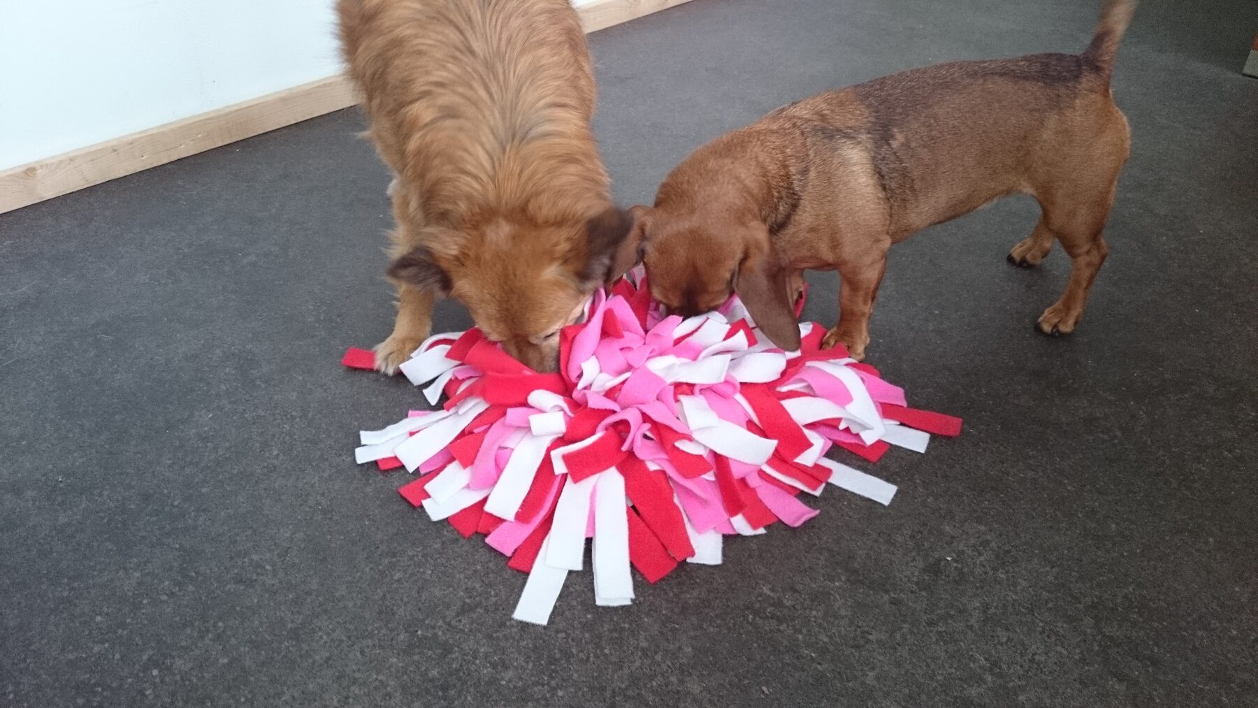Twee honden zoeken brokjes in een snuffelmat